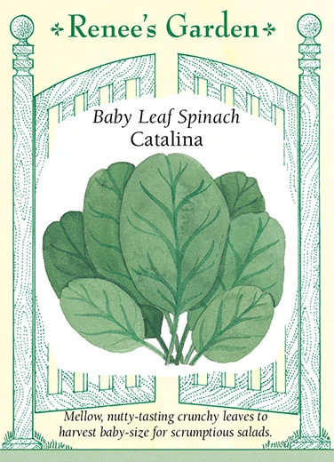 RG Spinach Catalina Baby Leaf